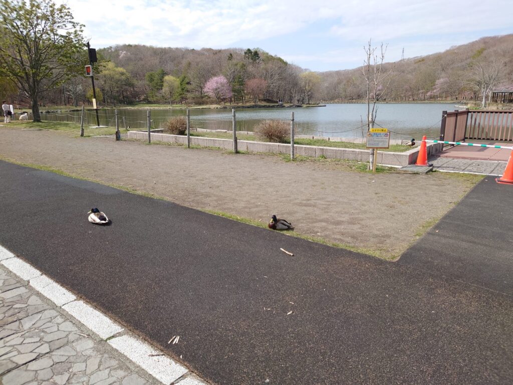 苫小牧の空き家を売る・貸す・解体する｜空き家バンクの登録手順と解体補助金（上限50万円）