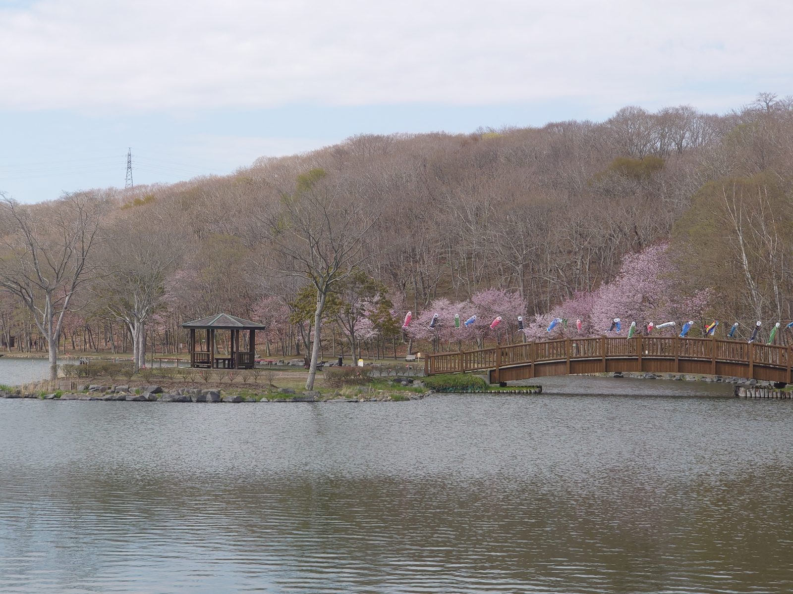 緑ヶ丘公園の桜。市内有数の花見スポットです